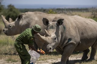 Les 16 spécimens acheminés en RDC sont de la sous-espèce des rhinocéros blancs du Sud, alors que ceux qui peuplaient la Garamba étaient des rhinocéros blancs du Nord. Ici, les 2 dernières femelles de rhinocéros blanc du Nord en 2019. La sous-espèc...